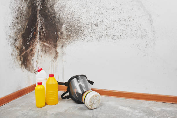 Best Residential Mold Removal  in Chleston, AR