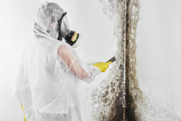 Best Mold Remediation Experts  in Chleston, AR