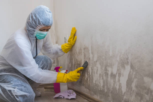 Best Home Mold Removal  in Chleston, AR