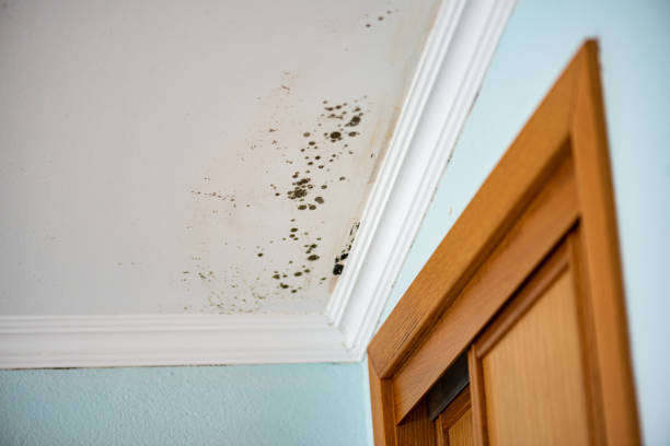 Best Mold Remediation Services  in Chleston, AR