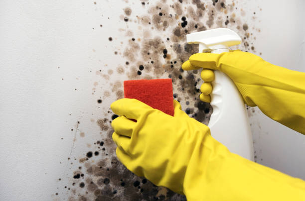 Best Black Mold Removal  in Chleston, AR