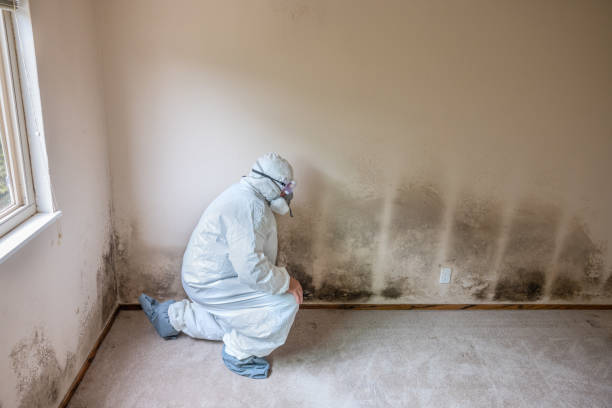 Best Toxic Mold Removal  in Chleston, AR
