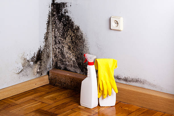 Trusted Charleston, AR Mold Removal Experts