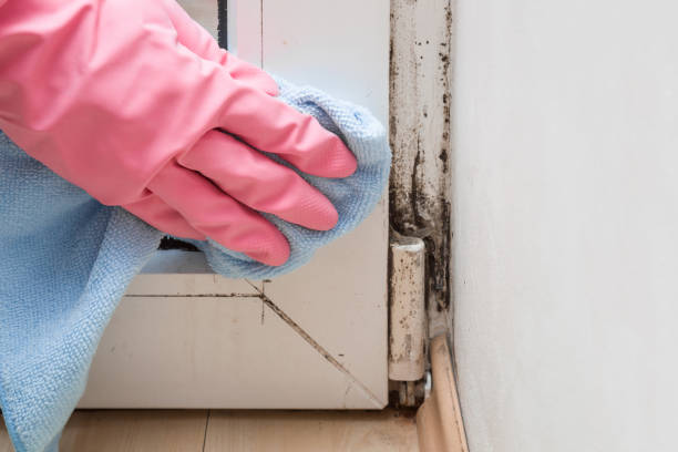 Best Emergency Mold Removal  in Chleston, AR