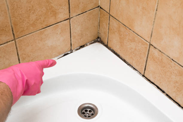 Best Mold Damage Repair  in Chleston, AR